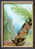 Seahorse Serenade IV