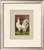 Buy Roosters with Mat VI at AllPosters.com