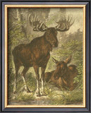 Buy Small Moose at AllPosters.com