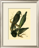 Buy Domestic Bird Family V at AllPosters.com