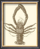 Sepia Lobster II
