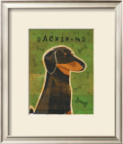 Dachshund