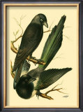 Buy Domestic Bird Family V at AllPosters.com