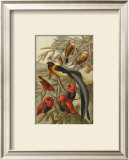 Weaver Birds