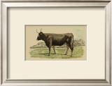 Buy Antique Cow III at AllPosters.com