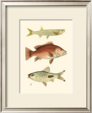 Buy Antique Fish II at AllPosters.com