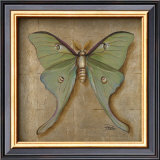 Luna Moth