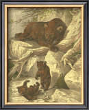 Buy Small Brown Bear at AllPosters.com