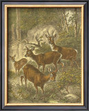 Buy Small Roe Deer at AllPosters.com
