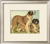 Buy St. Bernard at AllPosters.com