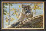 Buy Front Range Cougar at AllPosters.com