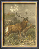 Buy Small Red Deer at AllPosters.com
