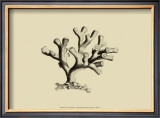 Buy Coral on Khaki IV at AllPosters.com