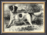 English Setter