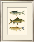 Buy Antique Fish I at AllPosters.com