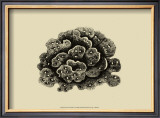 Buy Coral on Khaki I at AllPosters.com
