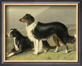 Buy Sheep Dogs at AllPosters.com