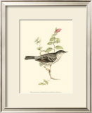 Barred Warbler