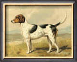 Buy Fox Hound at AllPosters.com