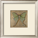 Luna Moth