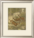 Buy Small Roe Deer at AllPosters.com