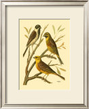 Buy Domestic Bird Family I at AllPosters.com