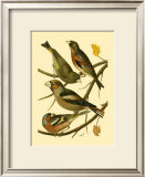 Buy Domestic Bird Family II at AllPosters.com