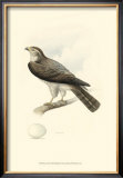 Meyer's Hawk I