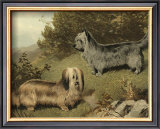 Buy Terriers at AllPosters.com