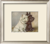 Scotch Terriers