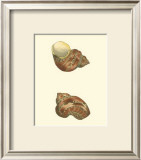 Buy Variegated Turbo Shells at AllPosters.com