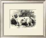 Clumber Spaniel