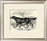 Gordon Setter