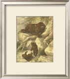 Buy Small Brown Bear at AllPosters.com