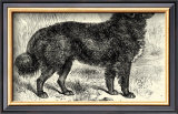 Newfoundland