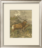 Buy Small Red Deer at AllPosters.com