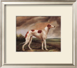 Brown and White Whippit