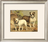 Buy Bull Dogs at AllPosters.com