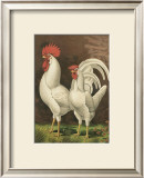 Buy Roosters VI at AllPosters.com