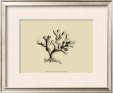 Buy Coral on Khaki IV at AllPosters.com
