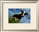 Buy The Cow at AllPosters.com