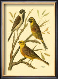 Buy Domestic Bird Family I at AllPosters.com