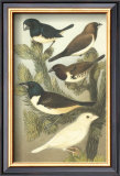 Buy Petite Songbirds IV at AllPosters.com