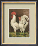 Buy Roosters with Mat VI at AllPosters.com