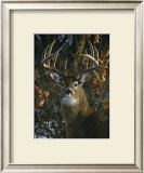 Buy An Autumn Gentleman at AllPosters.com