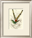 Jardine Hummingbird II