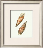 Buy Volute Shells at AllPosters.com