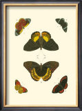 Buy Cramer Butterfly Study I at AllPosters.com