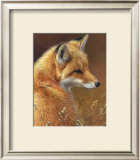 Curious: Red Fox