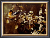 Blackburnian Warbler